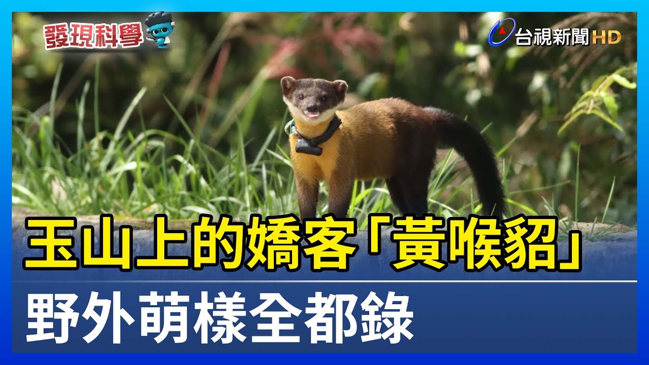 玉山上的嬌客「黃喉貂」 野外萌樣全都錄【發現科學】