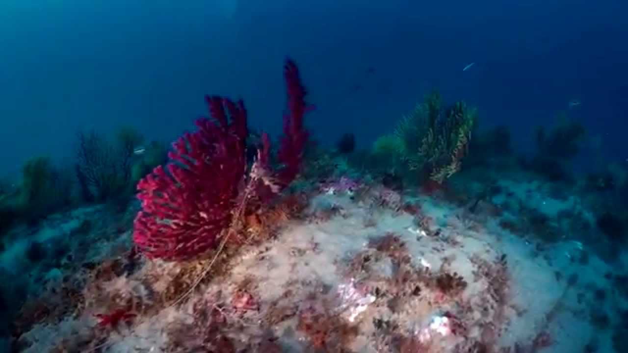 Nel mare di Scilla