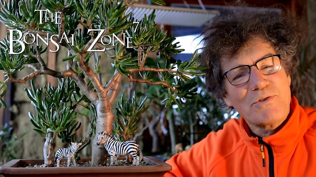 Pruning to Make My Jade Bonsai More Compact, The Bonsai Zone, Dec 2020