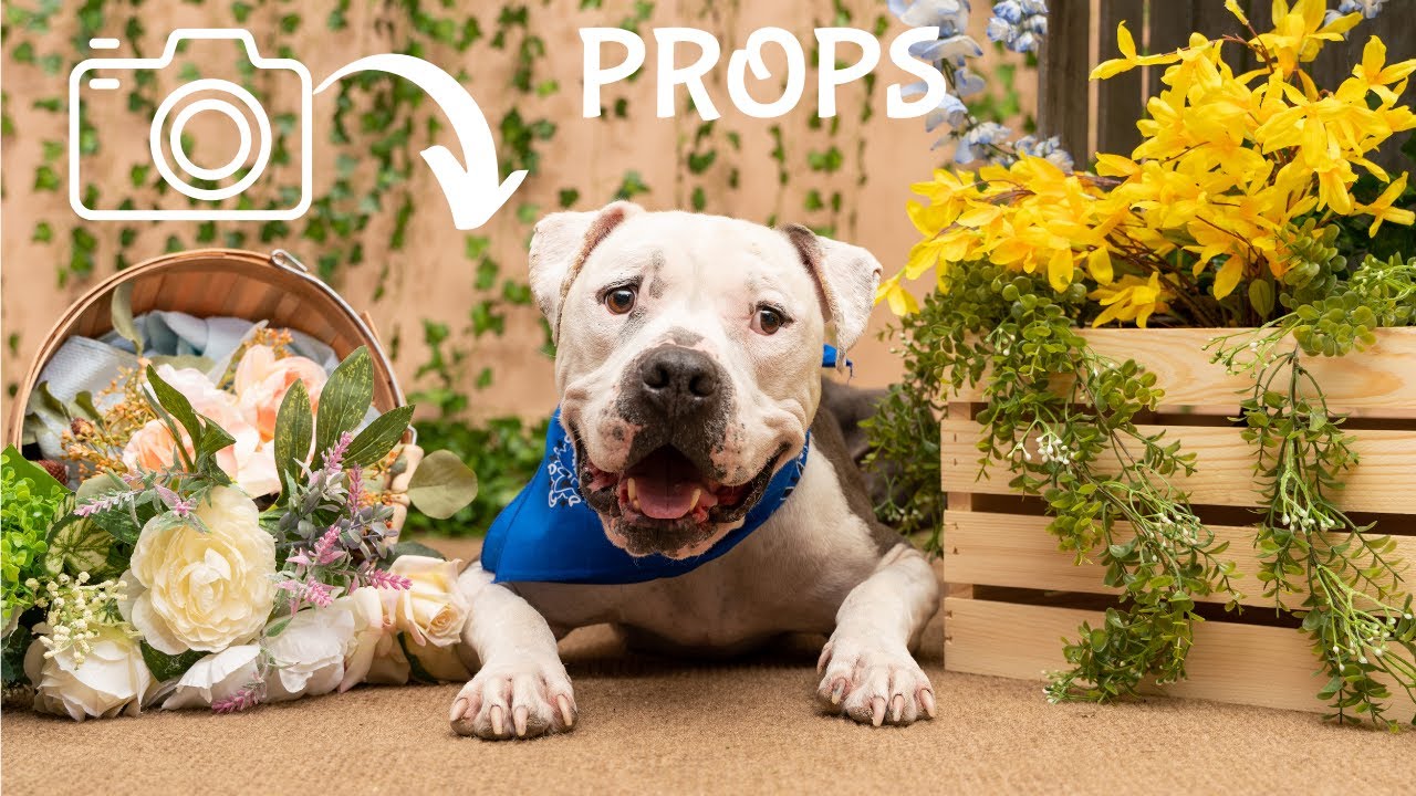 Use PROPS in Pet Photography | Photo Challenge Week 8