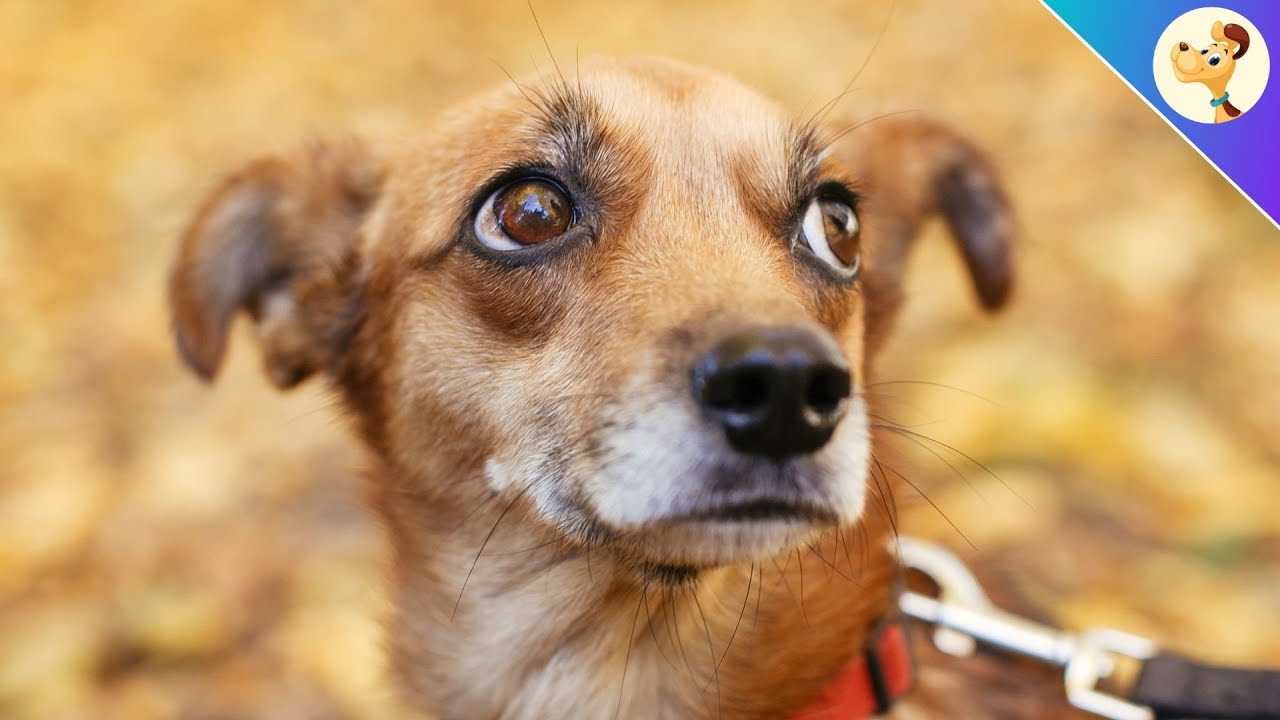 Wenn dein Hund DAS tut, vertraut er dir NICHT!