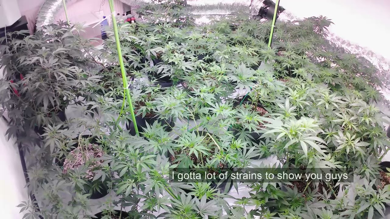 FROSTYWEED update veg room
