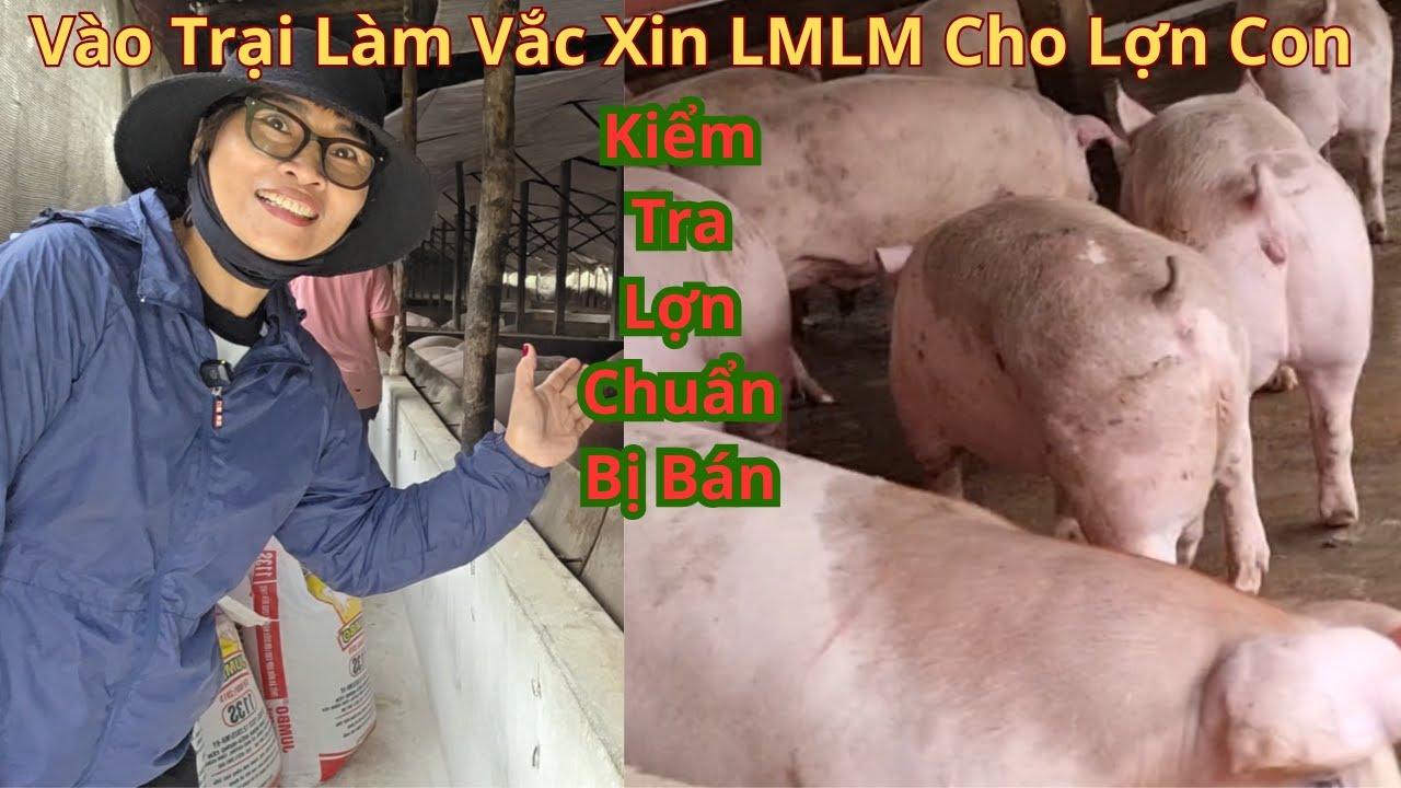 Vào Trại Làm Vắc Xin LMLM Cho Đàn Lợn Con Mới Về, Kiểm Tra Lợn To  Chuẩn Bị Để Bán
