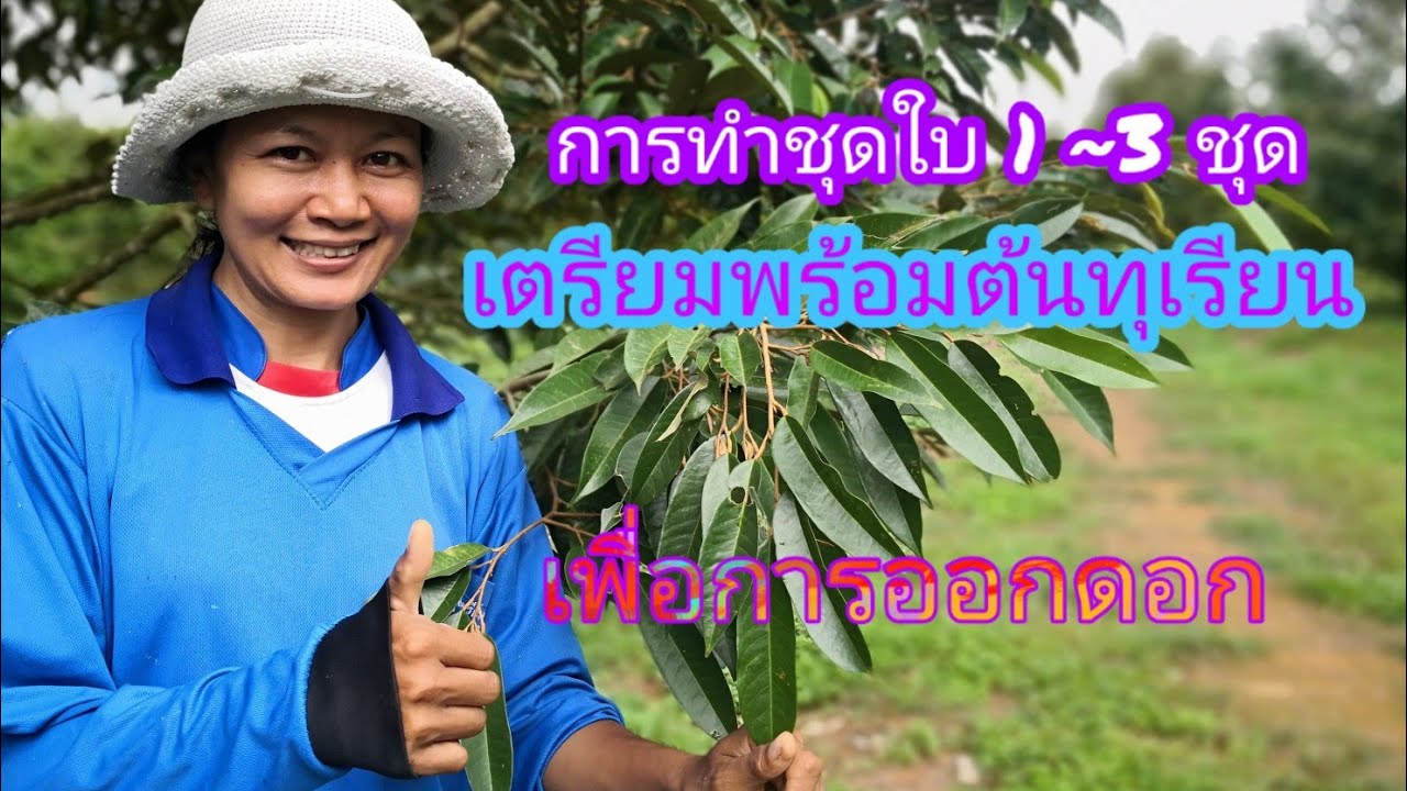 JN-EP14  เตรียมการผลิตทุเรียนคุณภาพ  การทำชุดใบ 2-3  ชุด เตรียมต้นทุเรียนที่พร้อมก่อนการออกดอก