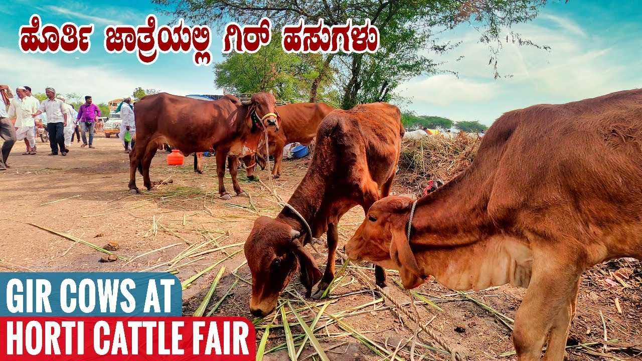 Dairy Cows, Heifers and Calfs of Gir Breed at Horti Cattle Fair 2021 | Gir Cows for A2 Milk