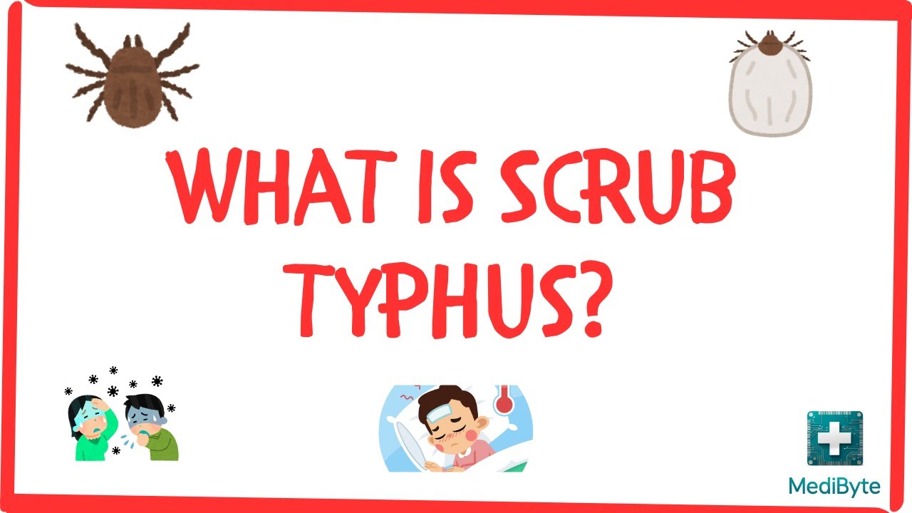 🌾 What is Scrub Typhus?
