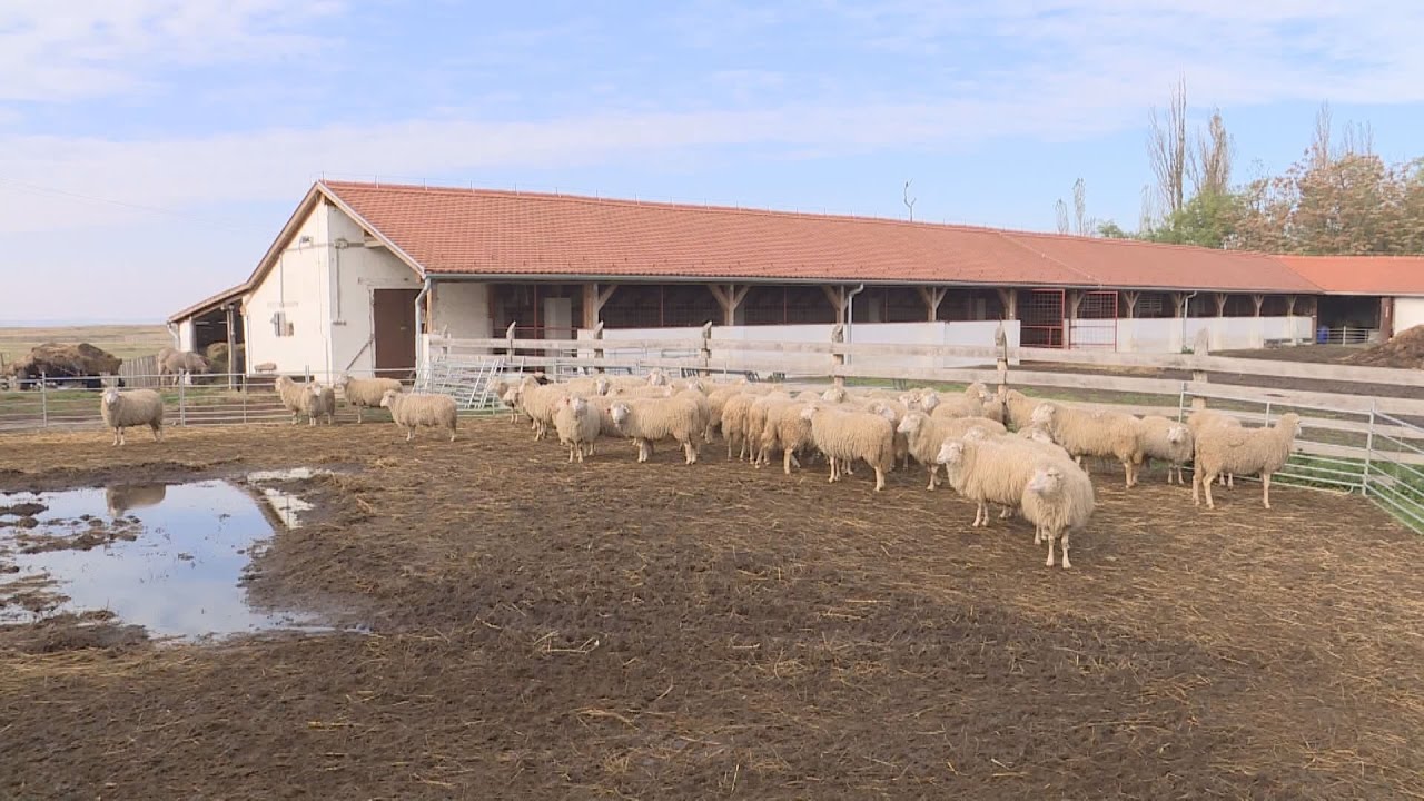 Mező-föld - agrármagazin  2016.11.25.