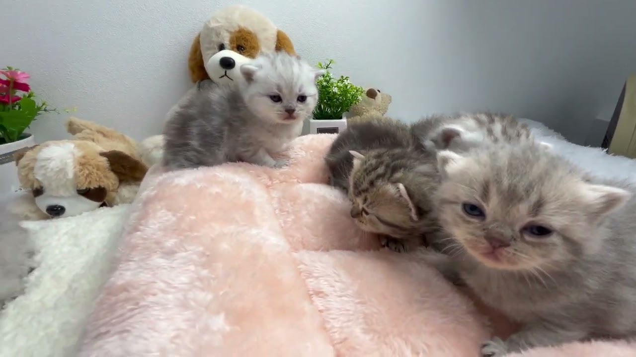 아기고양이 5남매 21일차 아기고양이
