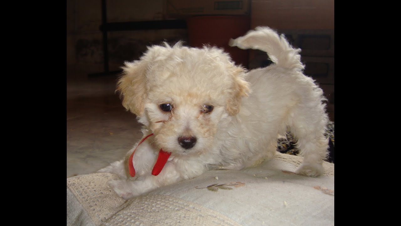 Cachorros Caniche Toy