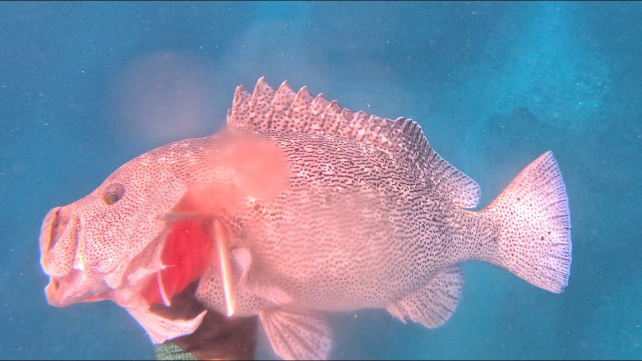 My best day spearfishing EVER!