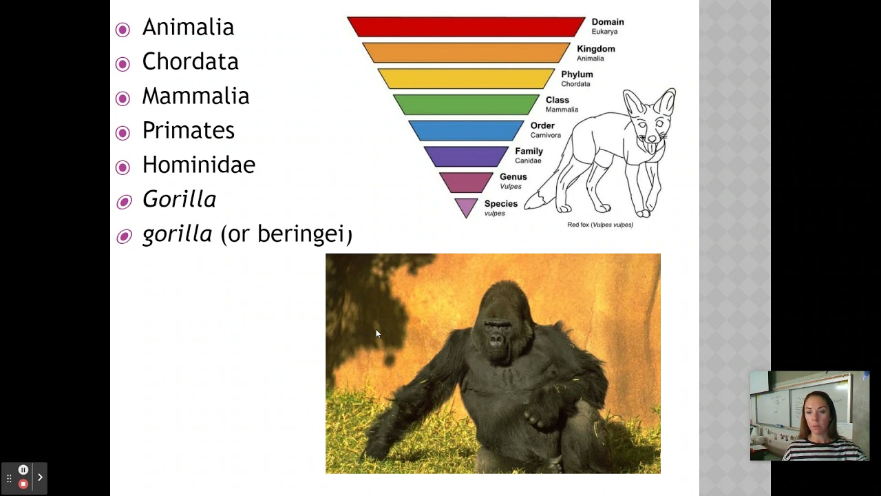 5.3 - IB Biology - Classification