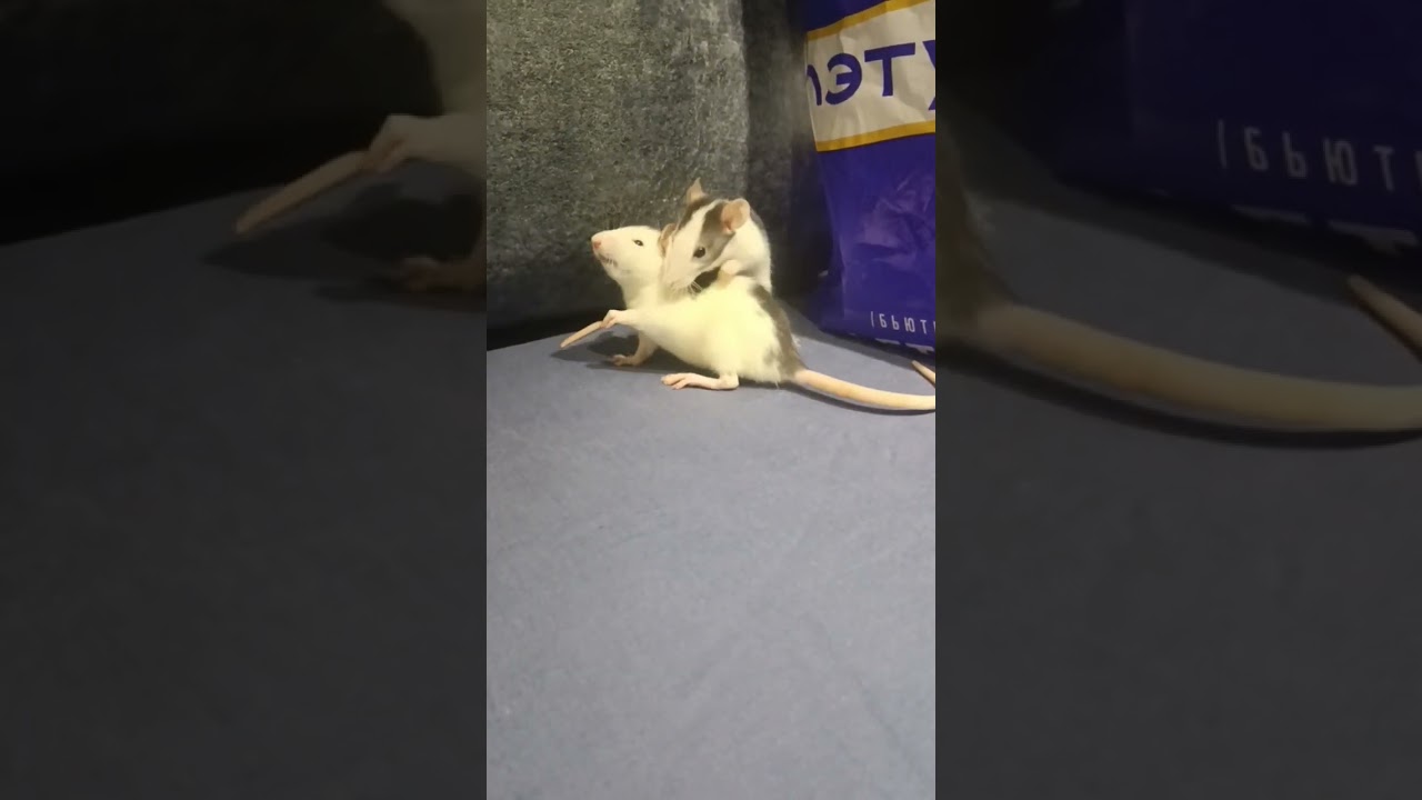 Small and cute 