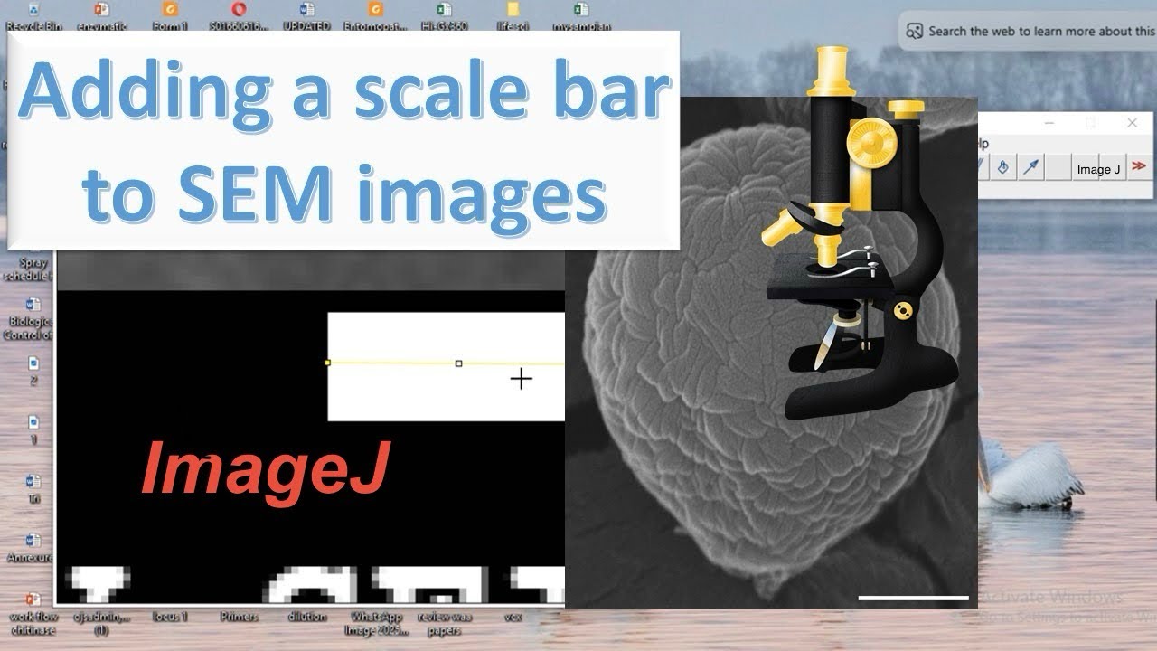 How to add scale bar to SEM images? ImageJ | Research Solutions