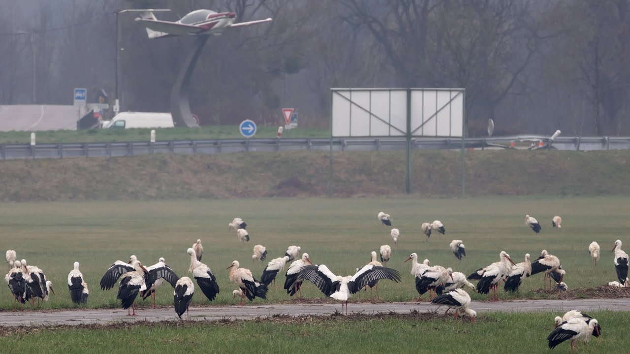 Le grand voyage des Cigognes (migration février 2024 en Franche-Comté)