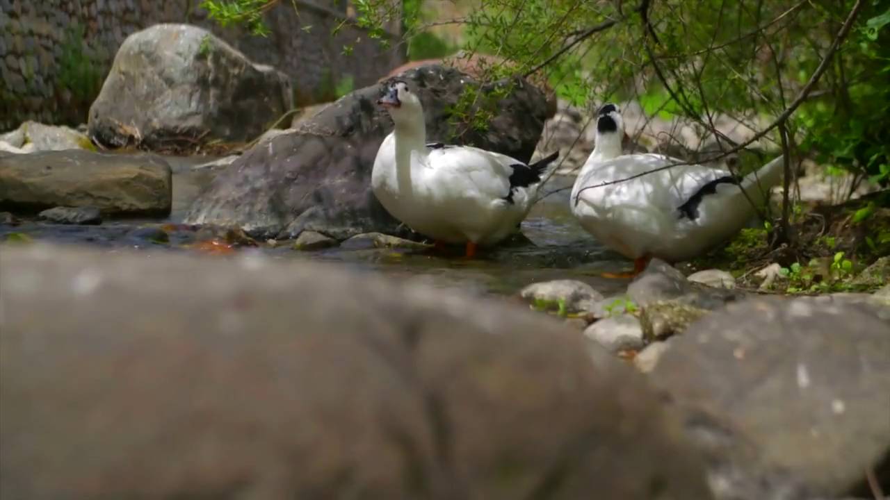 ducks in the river
