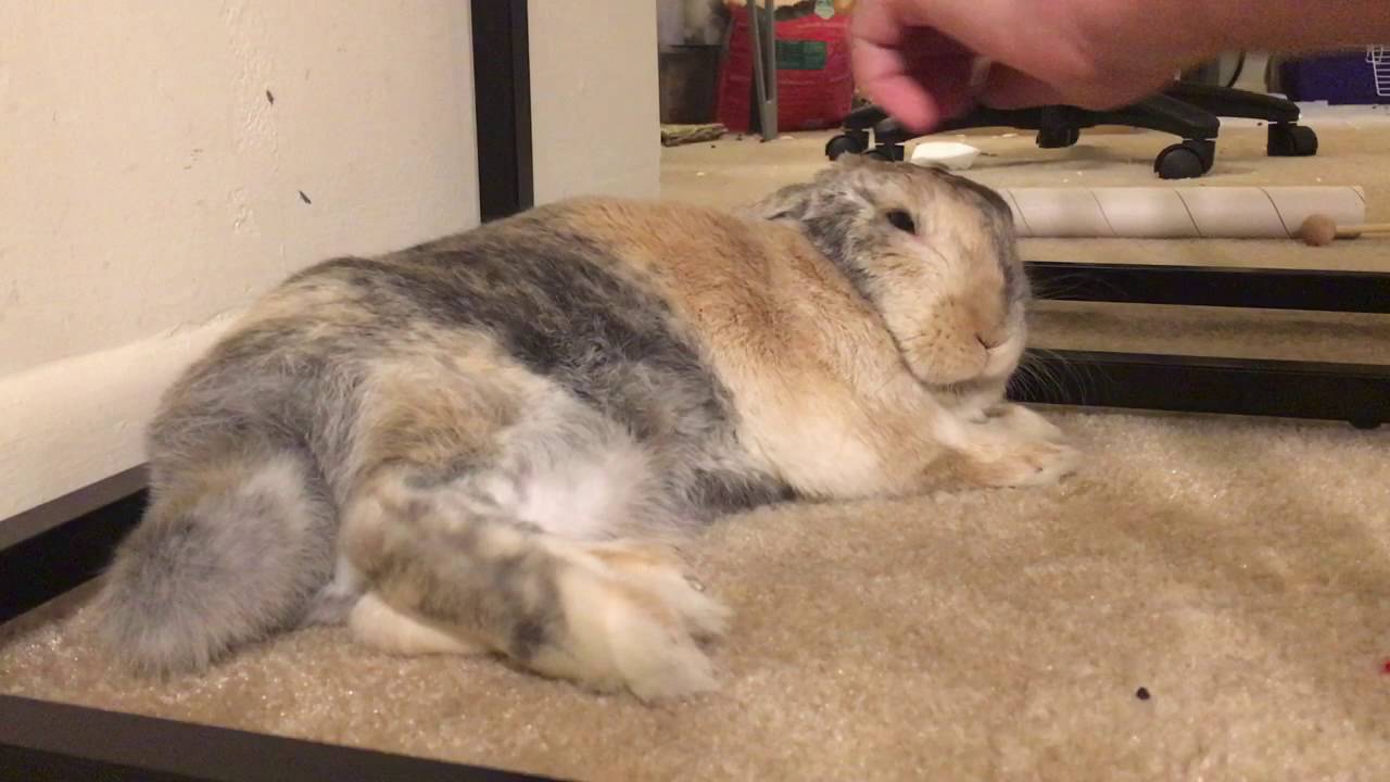 Abigail's Story- Neglect, Fostering, Forever Homes, adopting a rabbit, bunny care & The Easter Bunny