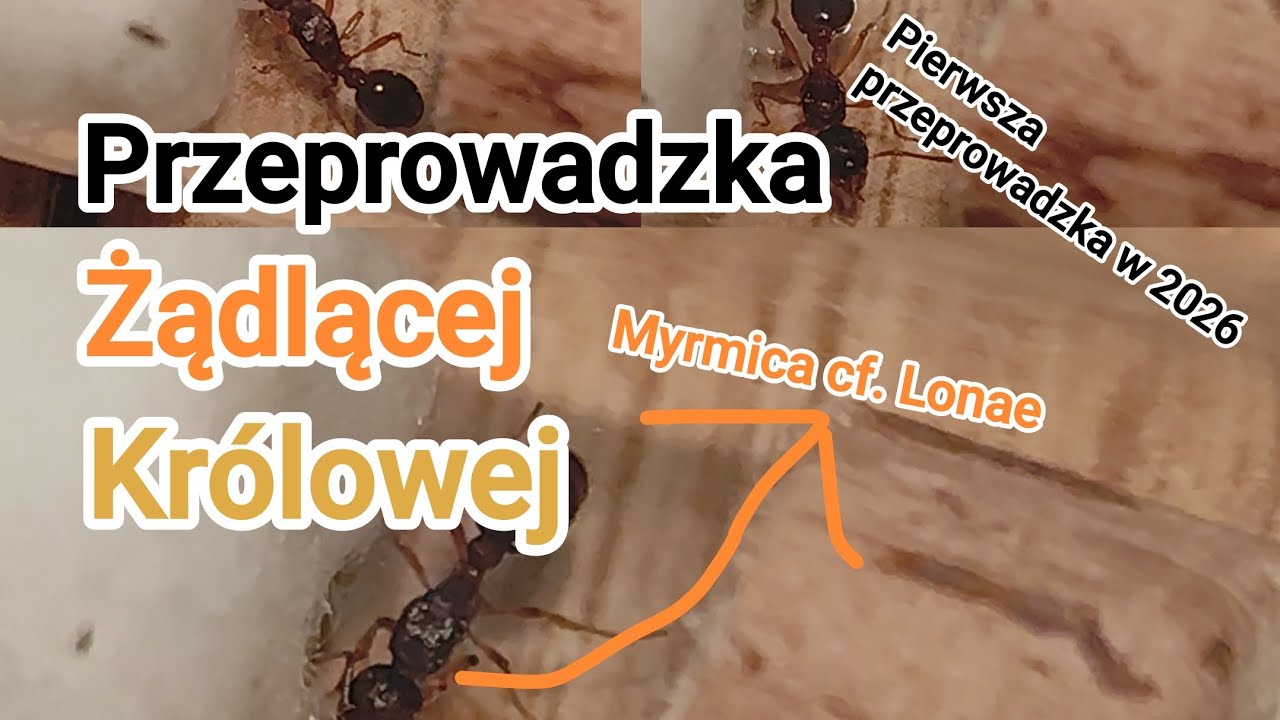 🐜Przeprowadzka królowej z gatunku Myrmica cf. Lonae. 