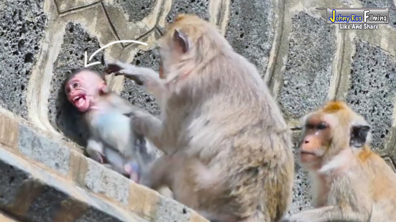 God Bless! Mother MALIKA m-i-s-treats r-e-p-e-atedly p-o-o-r baby monkey MoMo c-r-y-i-n-g s-a-d-l-y