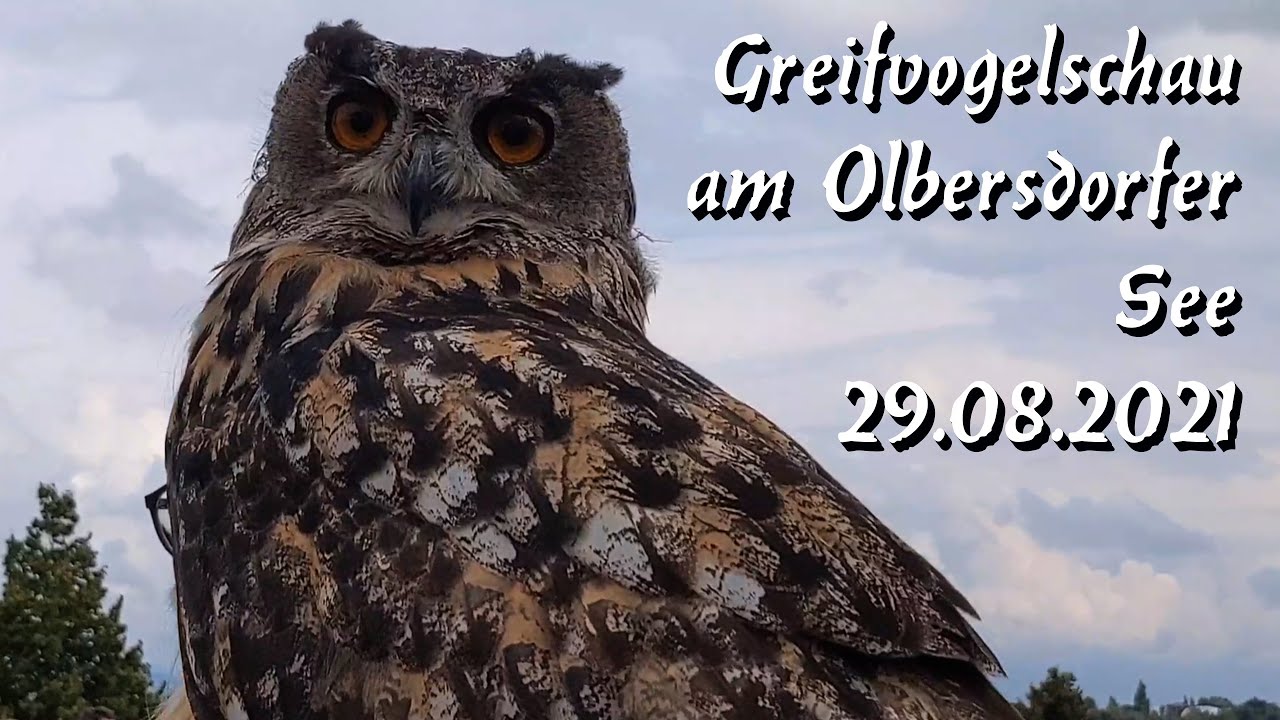 Greifvogelschau am Olbersdorfer See 08.2021  Elke war am O-See
