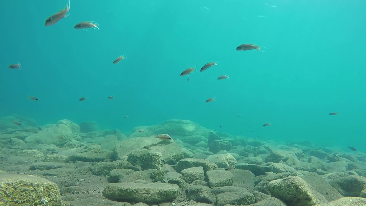 Underwater footage of Lake Tanganyika cichlids