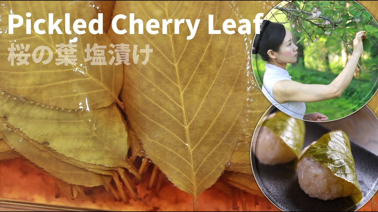 Pickled Cherry Leaf/桜の葉の塩漬け/腌制樱花叶/Hoja de Cerezo en Escabeche