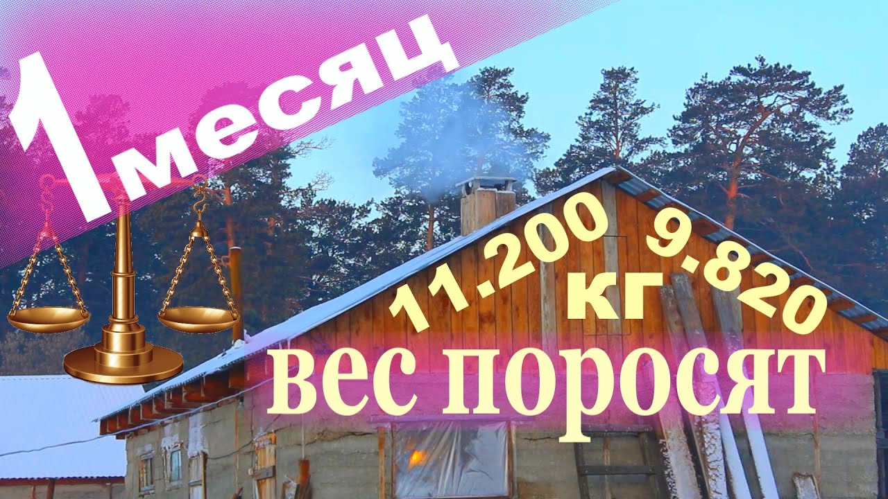 свиноматки и поросята , пред старт и каша.