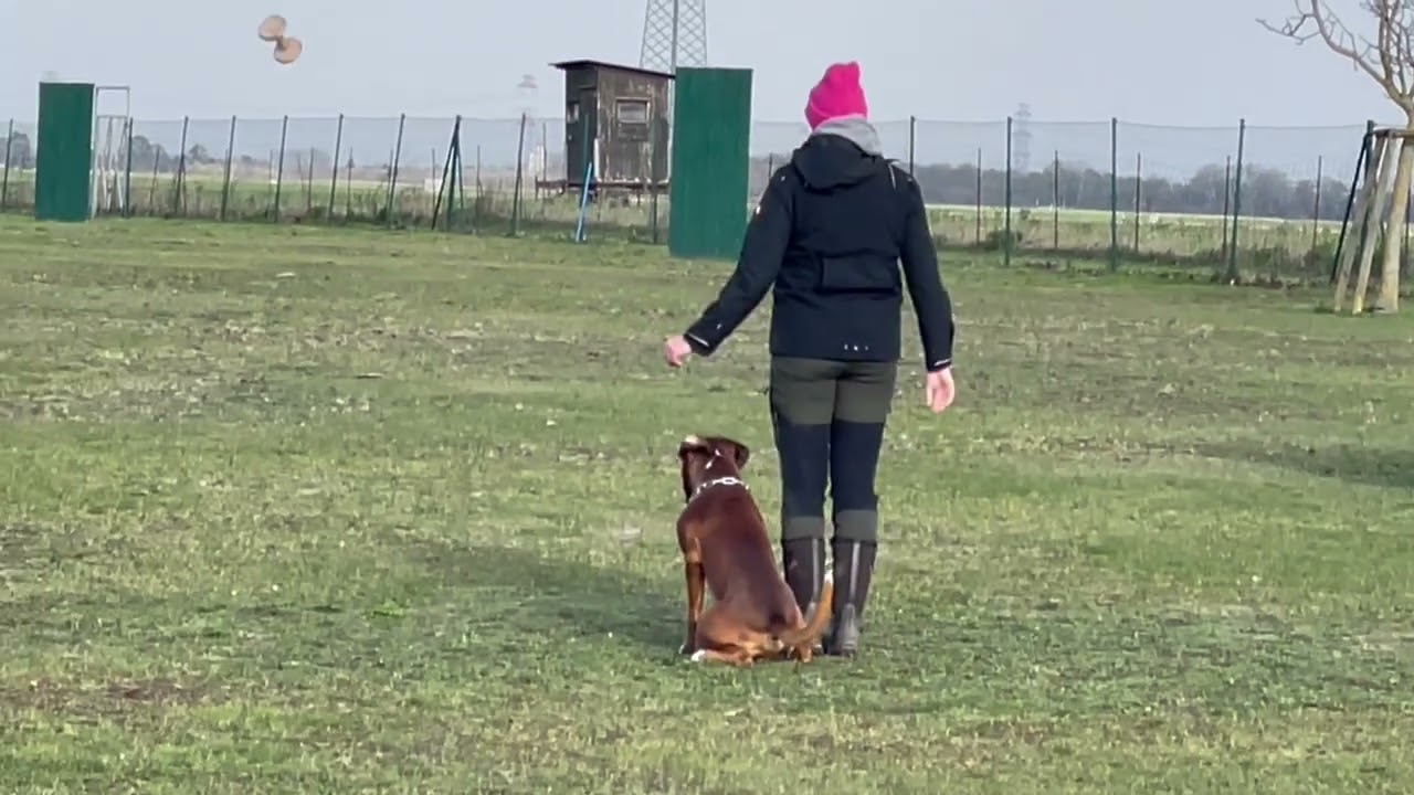 Balou: IGP 1/Unterordnung