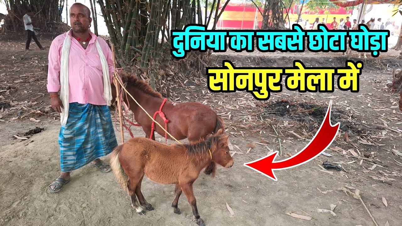 दुनिया का सबसे छोटा घोड़ा | Sonpur Mela 2024 New Update | Viral ghoda