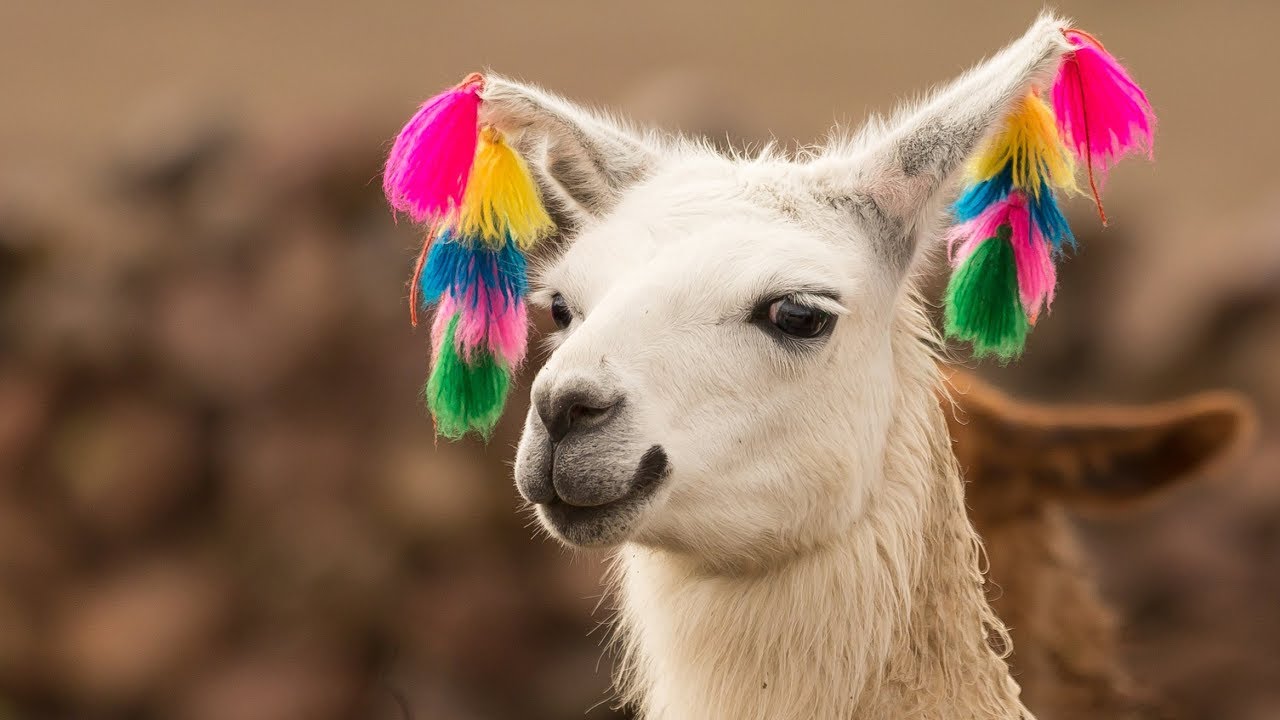Animals of South America.Voices and sounds