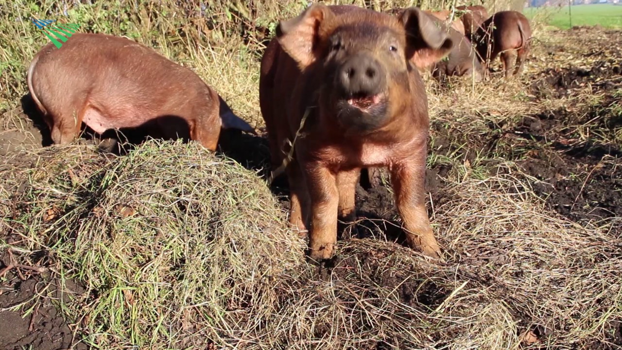 Varkens ten strijde tegen berenklauw