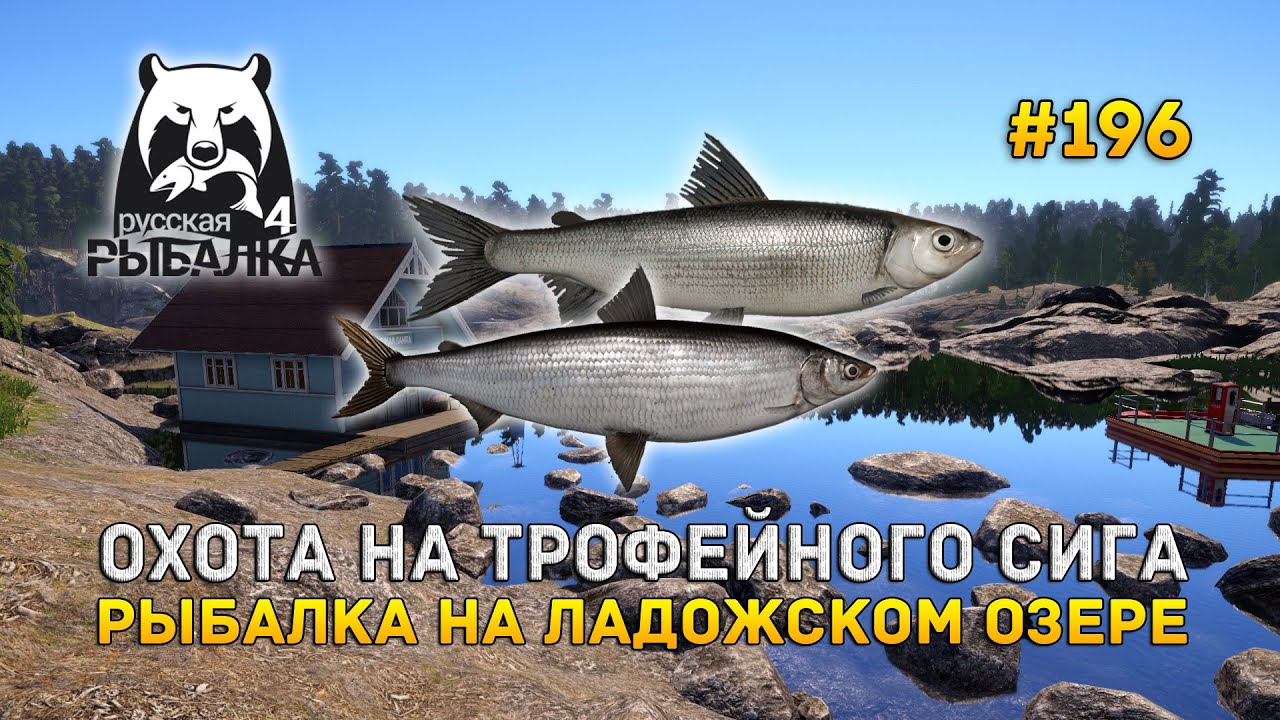 Охота на Трофейного Сига. Рыбалка на Ладожском озере - Русская Рыбалка 4 #196