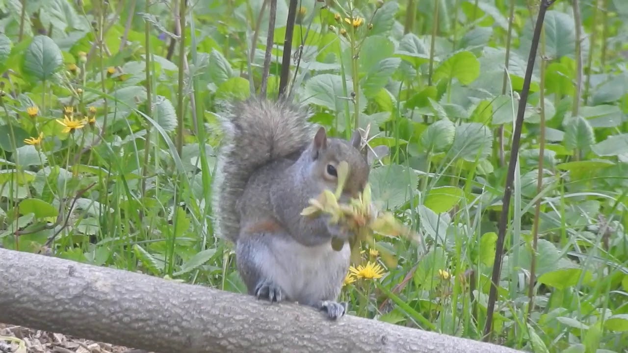 The Squirrel & the Silver Maple: A (True) Fable