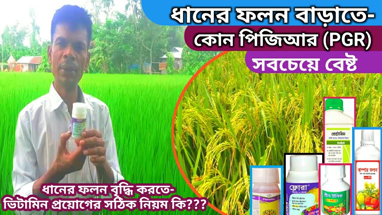ধানের ফলন বাড়াতে- কখন কোন বয়সে PGR দিবেন? | ধানের সবচেয়ে বেষ্ট পিজিআর কোনটি?