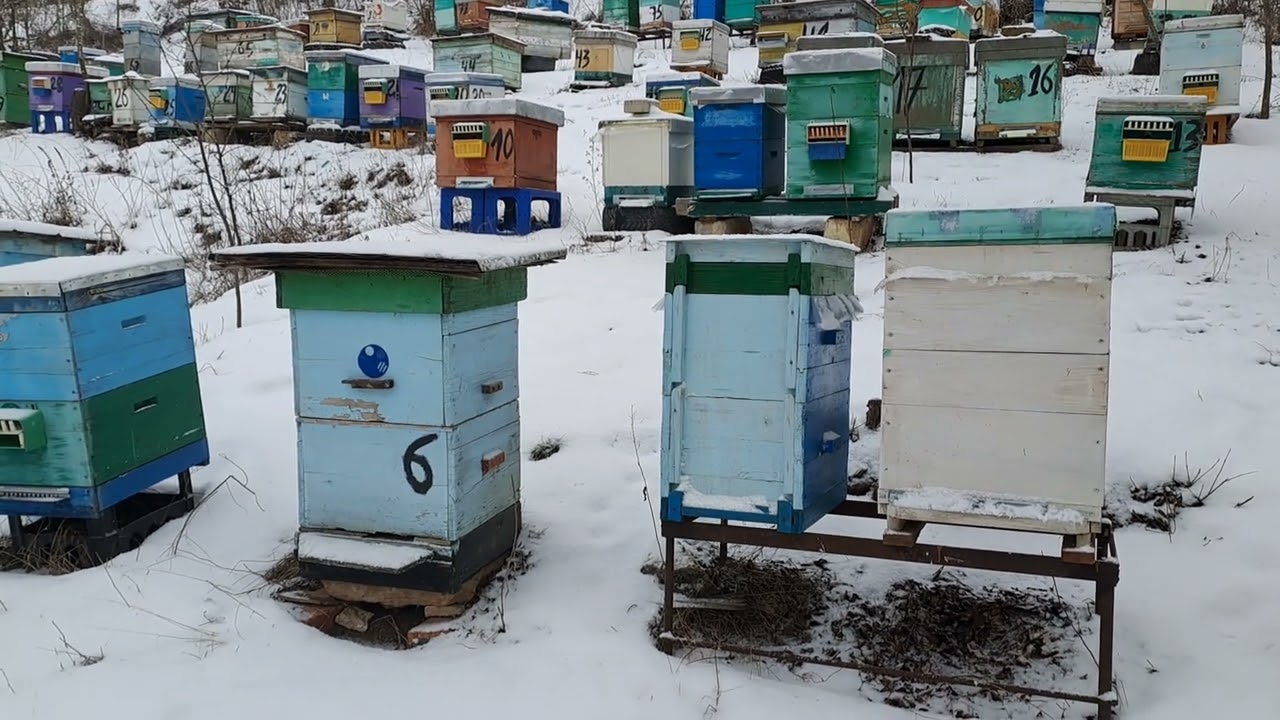 КАРНІКА чи СТЕПОВА...?