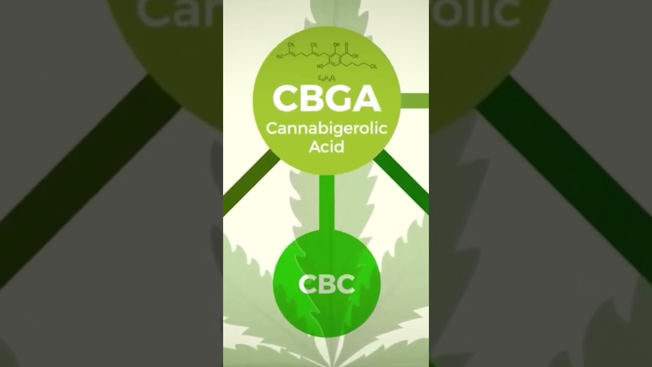 Откуда берутся все каннабиноиды #каннабидиол #здоровье #cbdc #cbdforpain