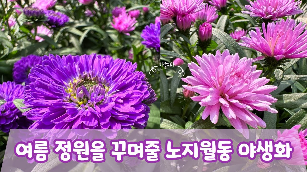 여름 정원을 꾸며줄 노지월동 야생화 #여름꽃 #26종 #노지월동