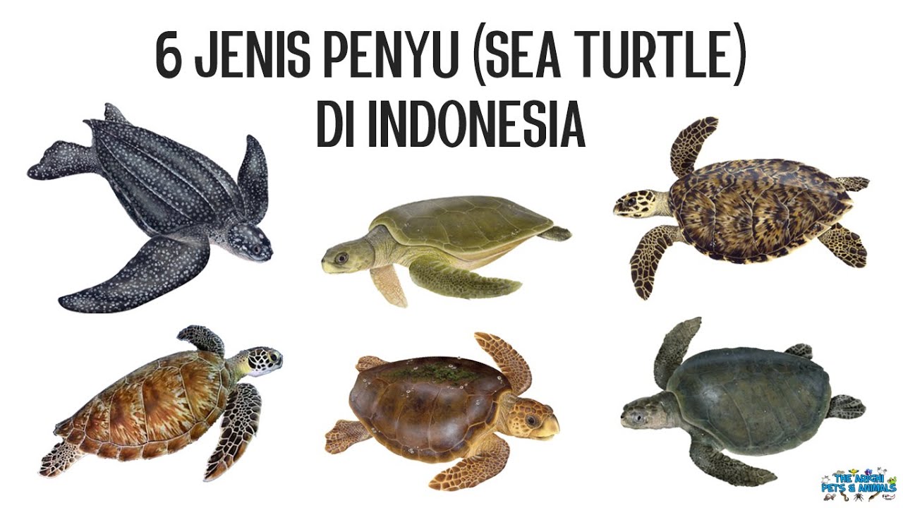 6 Jenis Penyu di Indonesia