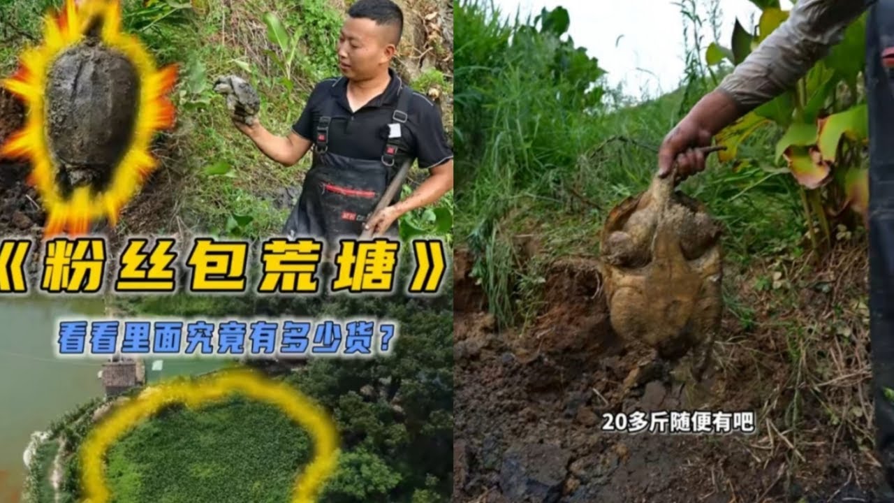 花600元帮粉丝朋友包下一个荒塘，看看到底能上多少货？#户外抓鱼 #户外捕鱼 #小飞哥抓鱼 #乡村生活 #农村生活
