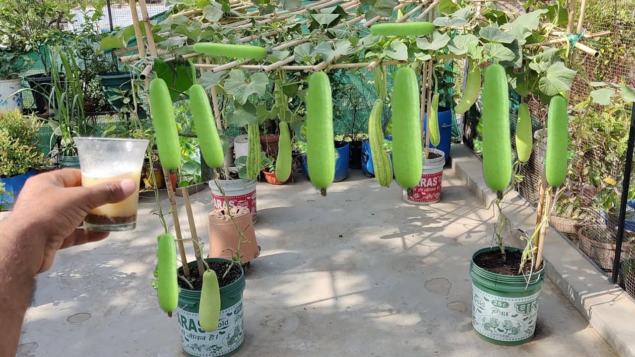1000 लौकी आयेंगी एक पौधे पर यह चीज डाल दो एक बार