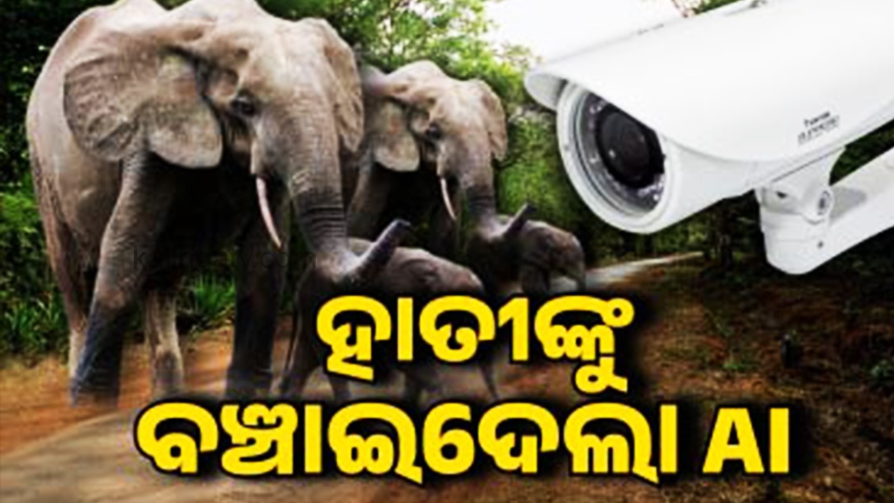 AI-Powered Cameras Help Protect Elephants on Railway Tracks in Rourkela | Kalinga TV