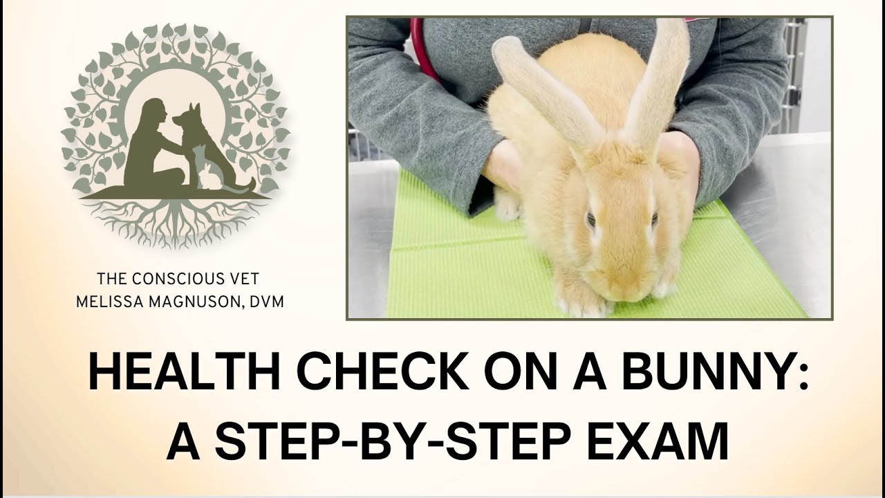 Health Check on a Bunny: A Step-by-Step Exam