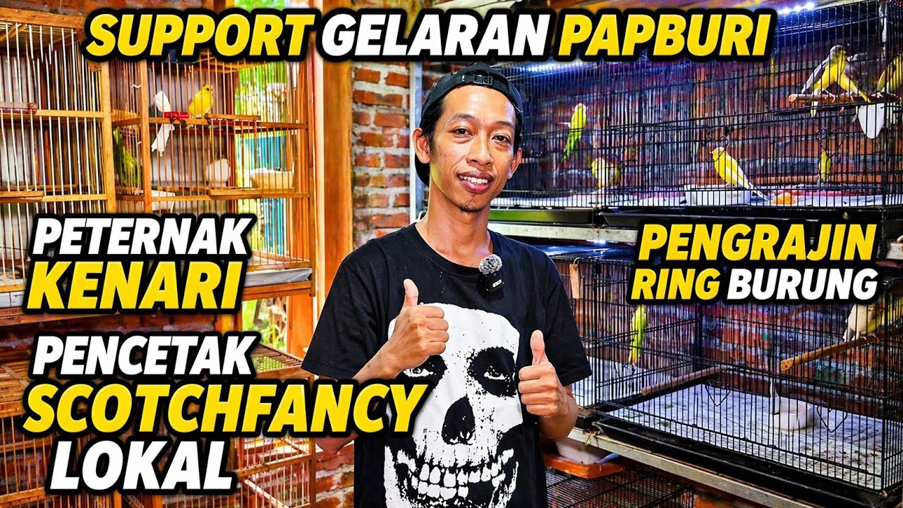 PETERNAK KENARI‼️Pencetak SCOTCHFANCY LOKAL dan KENARI CROSSBREED...