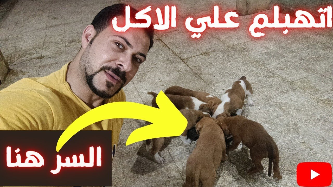 تضخيم الجراوي البيتبول ودا الحل الوحيد مع كابتن شريف شحاته