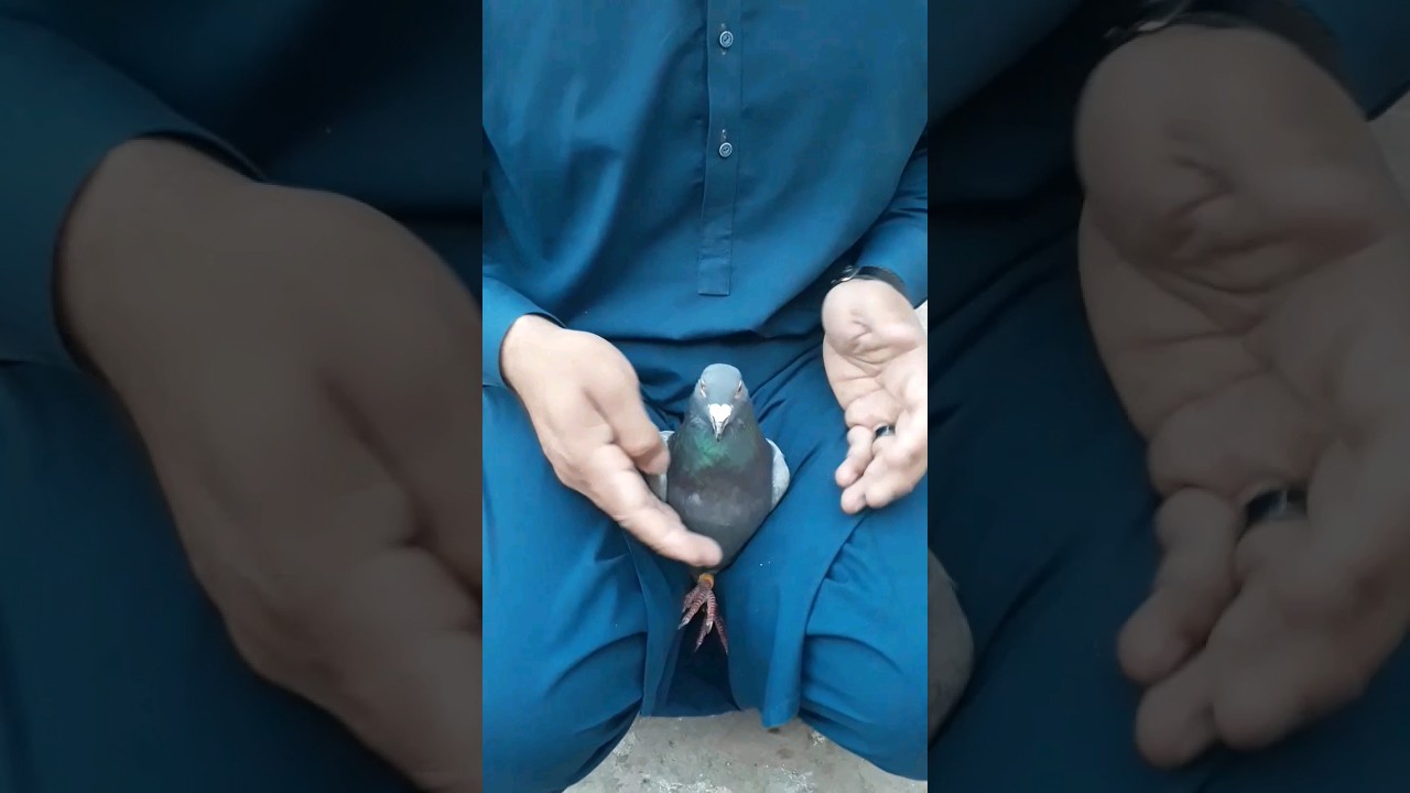 😮pigeon treatment😢#youtube#short#video#poor#pigeon#Arahid#pigeon