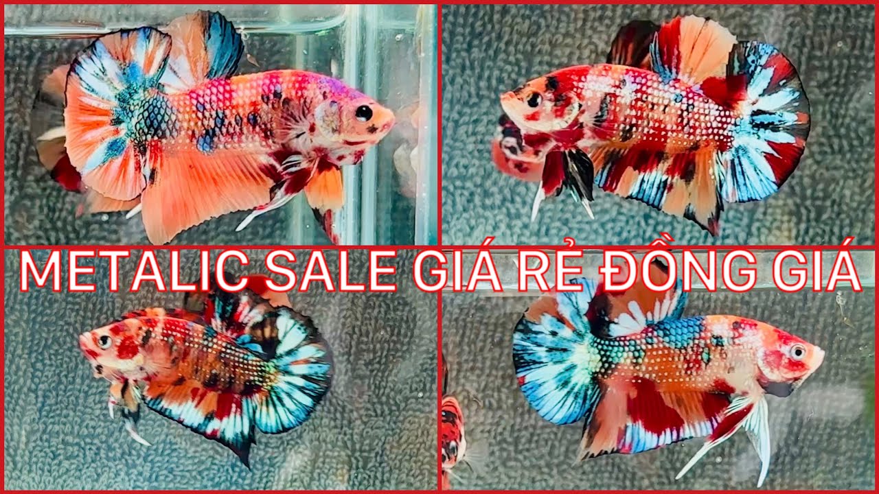 Clip 02-09. Mừng Đại Lễ 80 năm Quốc Khánh. Khuyến Mãi cực lớn đồng giá 50k. Mua 1 tặng 1 mái.