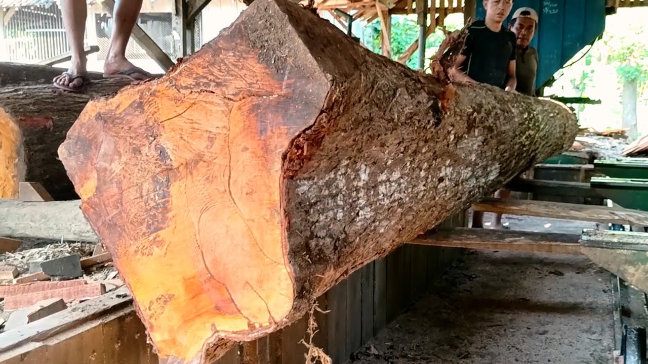 Sawing a large, beautiful piece of mahogany #222