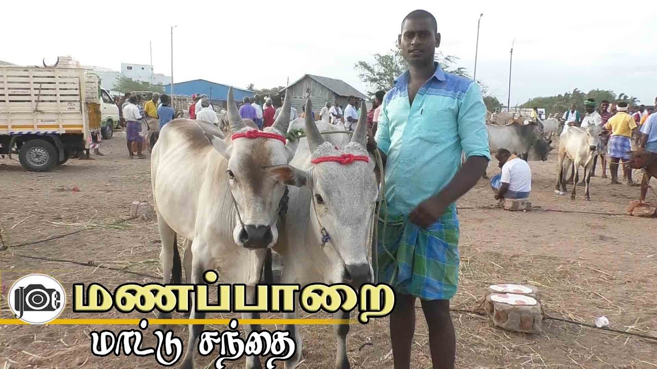 Manapparai mattu santhai | மணப்பாறை மாட்டு சந்தை