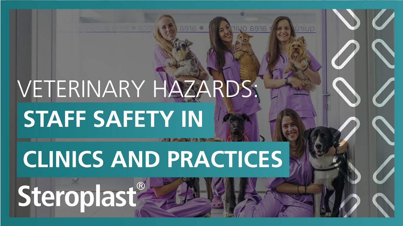 Veterinary Hazards: Staff Safety in Clinics and Practices | Steroplast Healthcare