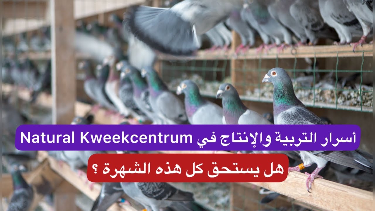 😱 11 ألف طير وسلالات تاريخية في مكان واحدNatural Kweekcentrum