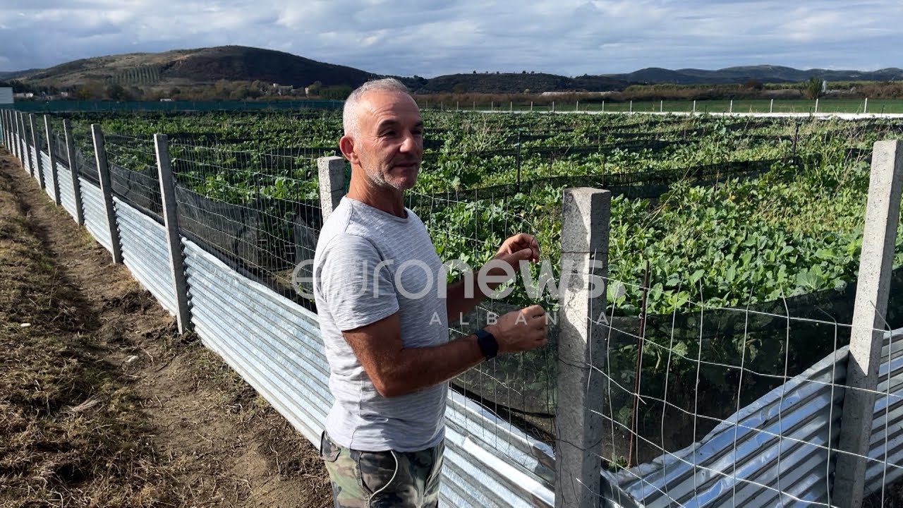 Në fermën e kërmijve, Daniel Xhavara u kthye nga emigrimi për të investuar në Vlorë